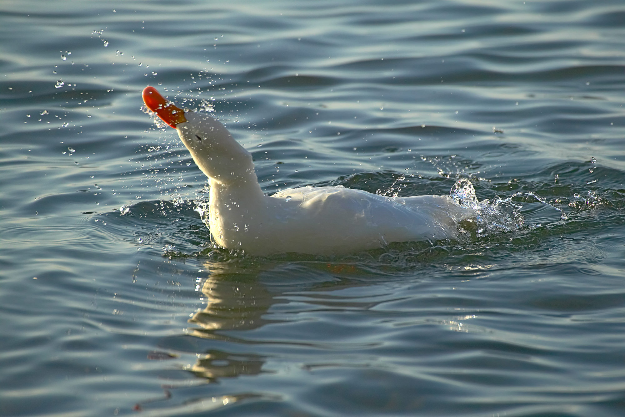 weiße Stockente